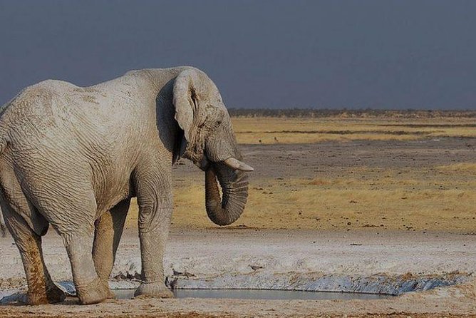 06 Days Etosha, Swakopmund and Sossusvlei | Guided Lodge - What makes this Namibia tour worth considering