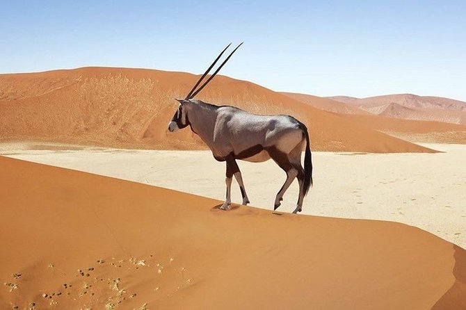 06 Days Etosha, Swakopmund and Sossusvlei | Guided Lodge - Walvis Bay shows where desert meets the sea