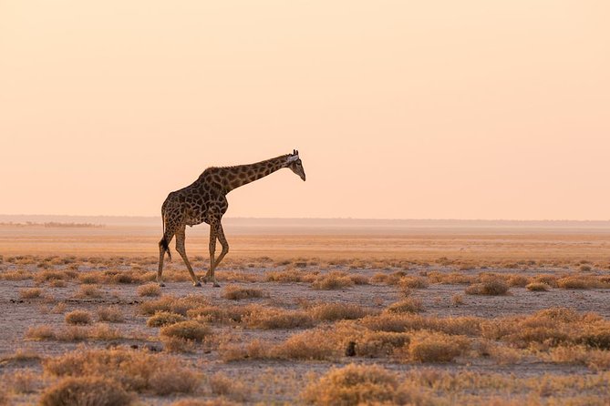 06 Days Etosha, Swakopmund and Sossusvlei | Guided Lodge - Windhoek closes with crafts and a drop-off