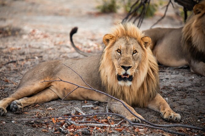 10 Day Discover Namibia Small Group Safari - Day 4: Solitaire, desert passes, and flamingos at Walvis Bay