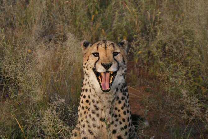 10 Day Discover Namibia Small Group Safari - Day 5: A free day in Swakopmund
