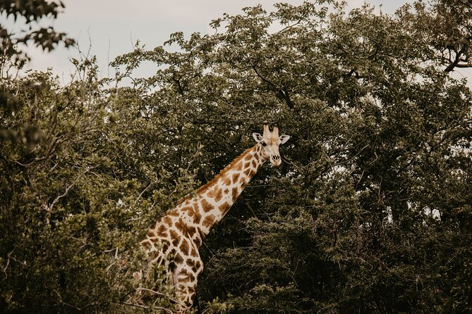 10 Day Discover Namibia Small Group Safari - Day 10: Onguma sunrise and return to Windhoek
