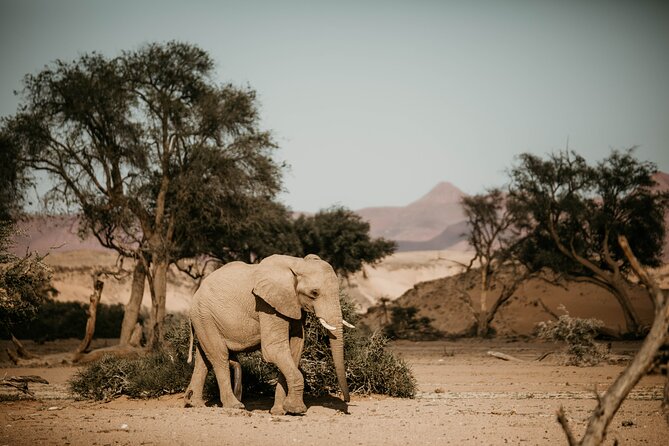 10 Day Discover Namibia Small Group Safari - Days 2 and 3: Into the Namib Desert and Sossusvlei
