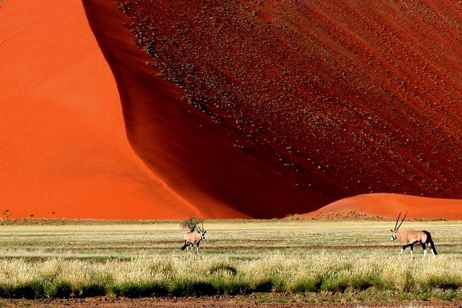 10-Day Namibia Highlights Guided Tour from Windhoek - Day 5: Cape Cross seals and the road into Damaraland