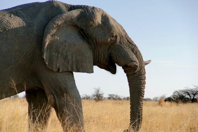 10-Day Namibia Highlights Guided Tour from Windhoek - Days 7 to 9: Three days inside Etosha National Park