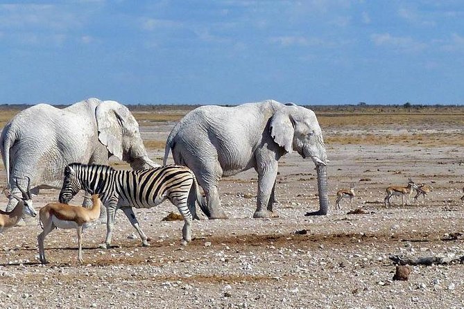 10 DAYS BEAUTY OF NAMIBIA | Guided Lodge - Day 5: Swakopmund, the jetty, and Zeila Shipwreck
