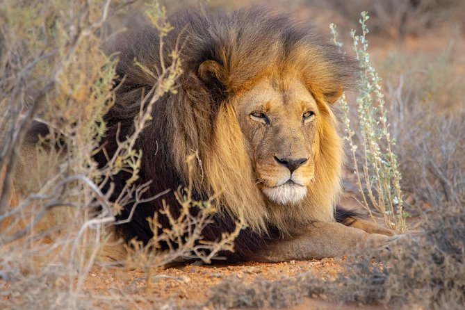 10 Namibia Adventures - Days 8 and 9: Etosha National Park and its waterholes