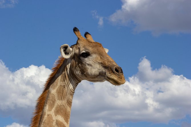 11 Days Small Group Namibia Experience Fully Accommodated Tour - Day 6: Cape Cross and the rock country of Damaraland