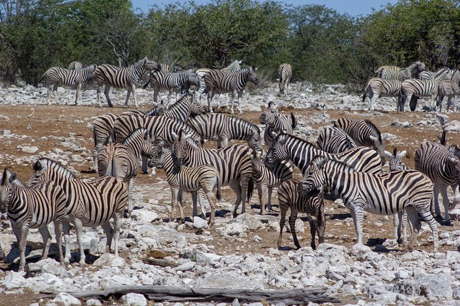 11 Days Small Group Namibia Experience Fully Accommodated Tour - Day 7: Twyfelfontein and a desert rhino search