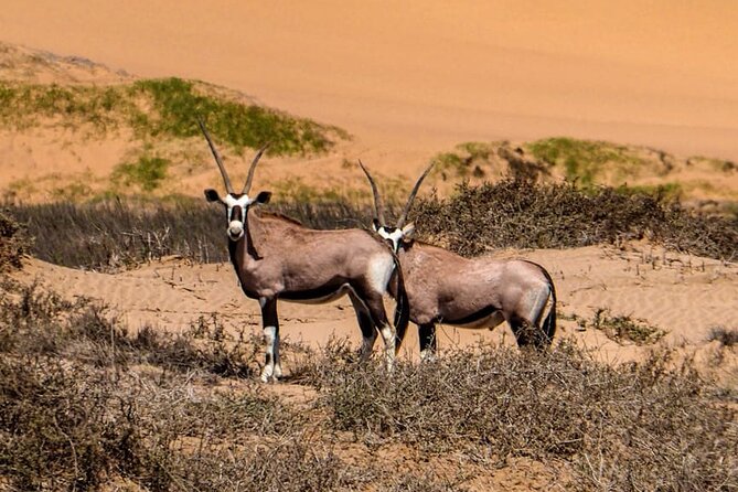 2 Day Scenic Sossusvlei Adventure Tour in Namibia - Elim Dune and Sesriem Canyon