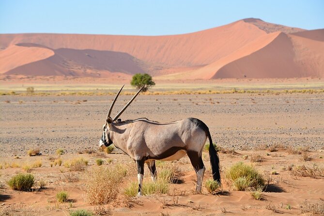 2 Days Guided Tour in Sossusvlei and Sandwich Harbor - Dune 45: a gentler introduction to Sossusvlei