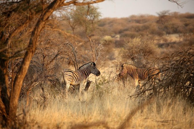 3 Day Camping tour at Etosha National Park - From Windhoek to Andersons Gate on day one