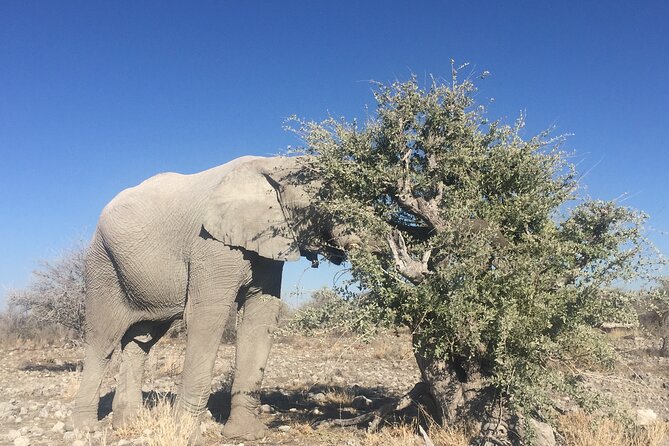 3 Day Camping tour at Etosha National Park - A full crossing to Namutoni on day two