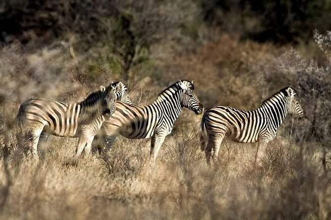 3 Day Camping tour at Etosha National Park - The long return to Windhoek on day three
