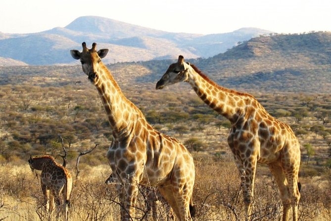3 Day Camping tour at Etosha National Park - Booking, weather, and cancellation details