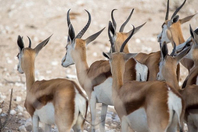 3 Day Etosha Budget Camping Safari - Why this three-day Etosha trip works