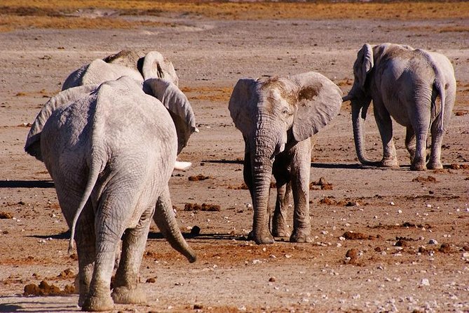 3 Day Etosha Budget Camping Safari - Day three: one last game drive and the Okahandja market