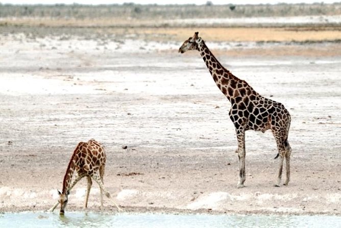 3 Day Etosha Budget Camping Safari - The guide can make or break a short safari