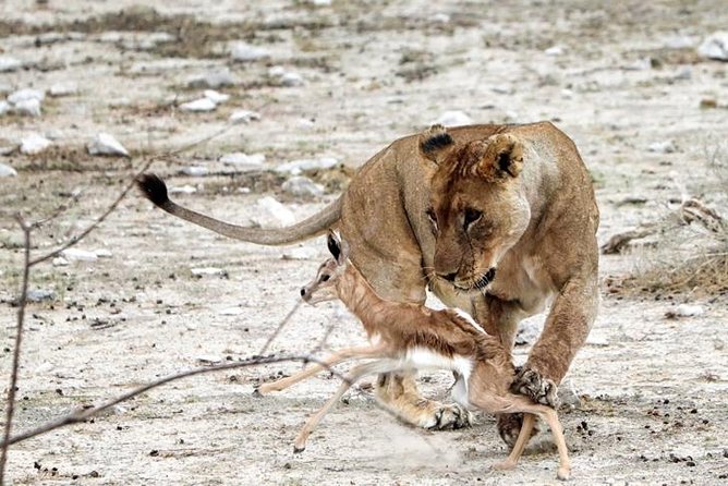 3 Day Etosha Budget Camping Safari - Is $634.56 good value?