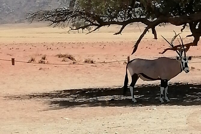 3-Day Scenic Sossusvlei Adventure in Namibia from Swakopmund - Day one: Moon Landscape and the quiet side of the Namib