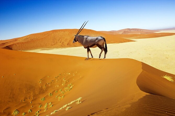 3-Day Scenic Sossusvlei Adventure in Namibia from Swakopmund - Solitaire brings a famous pie and a change of pace