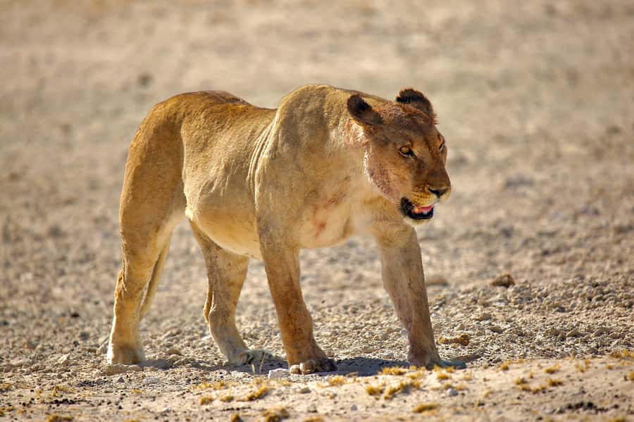 3 day Sossusvlei Camping - Day 1: From Windhoek to Solitaire