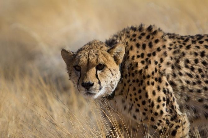 3-Day Sossusvlei Express Accommodated Safari from Swakopmund - Day three: cheetahs, the Naukluft route, and Windhoek
