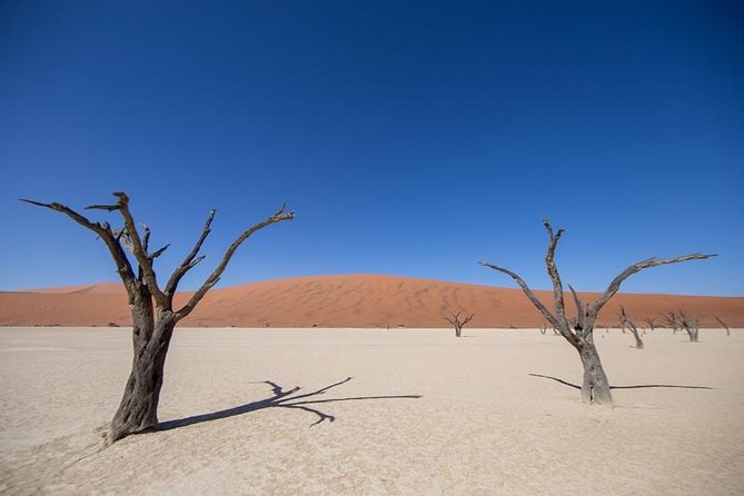 4-Day Swakopmund And Sossusvlei Accommodated Adventure from Windhoek - Day four: Cheetahs near Solitaire
