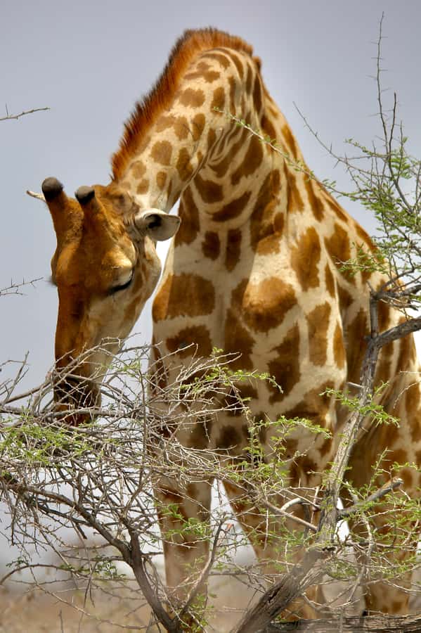 5 days Sossusvlei, Swakopmund and Spitzkoppe Camping - What the $1,400 price really covers