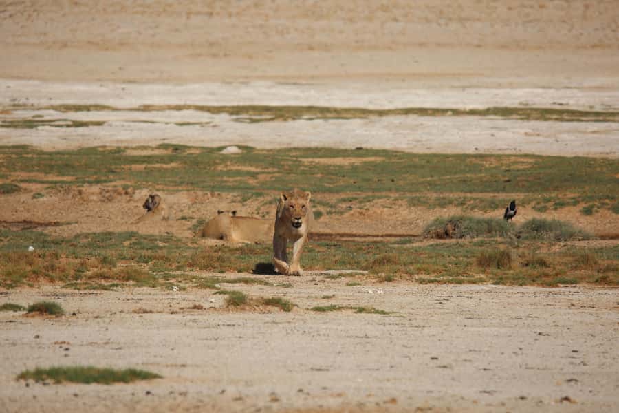 5 days Sossusvlei, Swakopmund and Spitzkoppe Camping - The guide can shape the whole trip