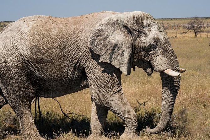 6-Day Dunes and Wildlife Accommodated Safari from Windhoek - Is six days enough for Namibia?