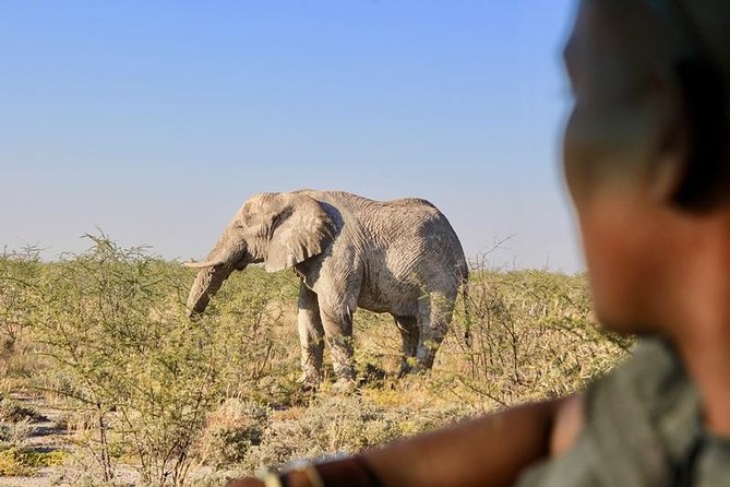 6-Day Dunes and Wildlife Accommodated Safari from Windhoek - Day 5: Dead Vlei and the high dunes