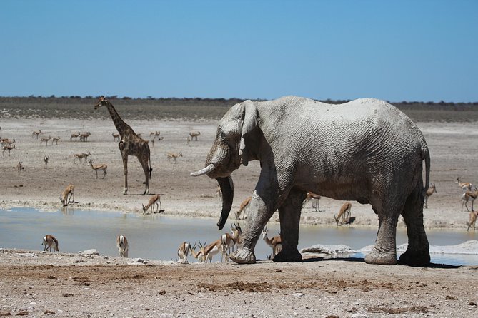6 Day Private Guided Accommodated Namibian Loop - Day 3: Damaraland, roadside markets, and the Zeila wreck