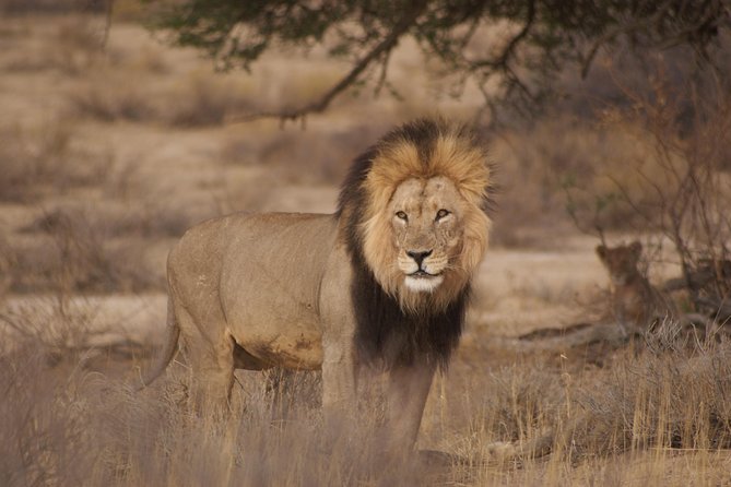 6 Day Private Guided Accommodated Namibian Loop - Day 2: A full day among Etosha’s wildlife