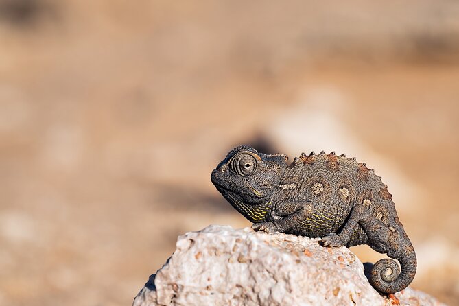 7 Day Northern Namibia and Skeleton Coast Camping Safari - Cape Cross seals and a night in Swakopmund