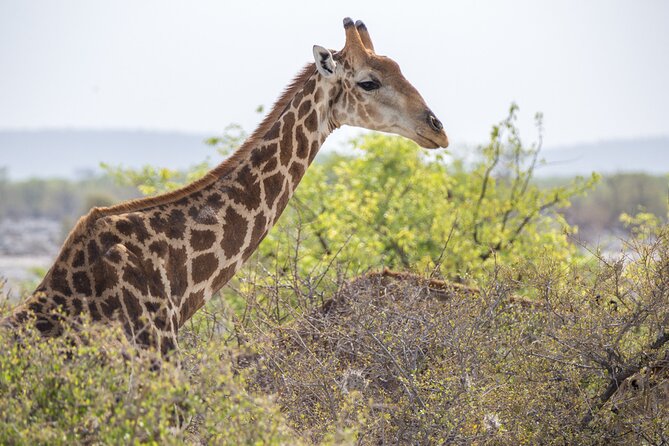 7 Day Northern Namibia and Skeleton Coast Camping Safari - Etosha’s full day, from sunrise to the salt pan