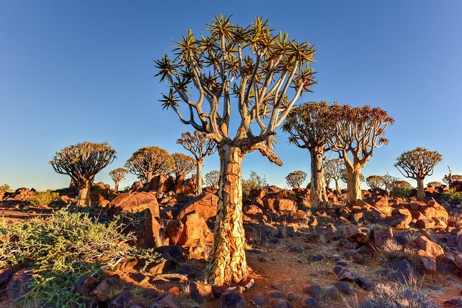 7 Day Southern Namibia and Sossusvlei Camping Safari - Day seven: Sunrise and the long return to Windhoek