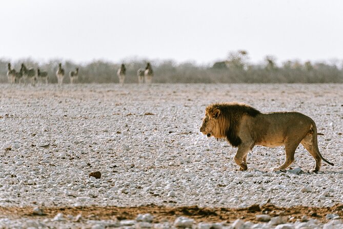9 Day Canyons, Dunes & Wildlife Camping and Lodge Safari - Swakopmund offers a useful pause