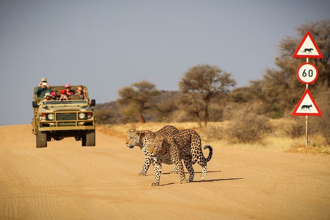 9 Day Etosha, Skeleton Coast and Sossusvlei Camping and Lodge Safari - Etosha National Park: waterholes, predators, and practical camping