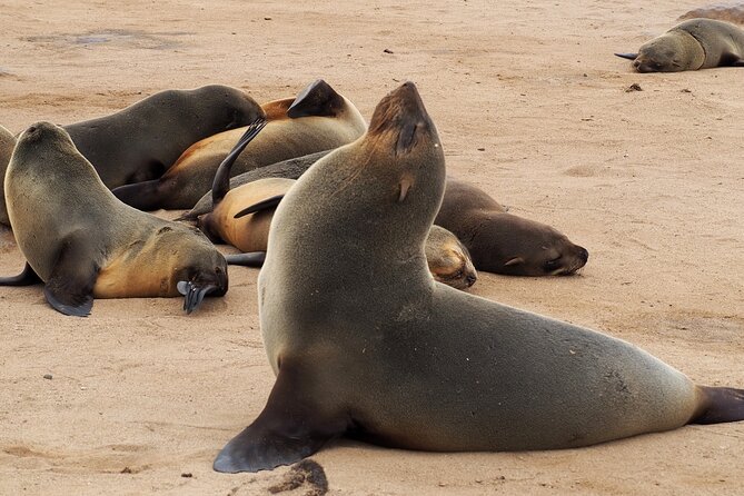 9 Day Etosha, Skeleton Coast and Sossusvlei Camping and Lodge Safari - Skeleton Coast and Cape Cross: Namibia at its starkest