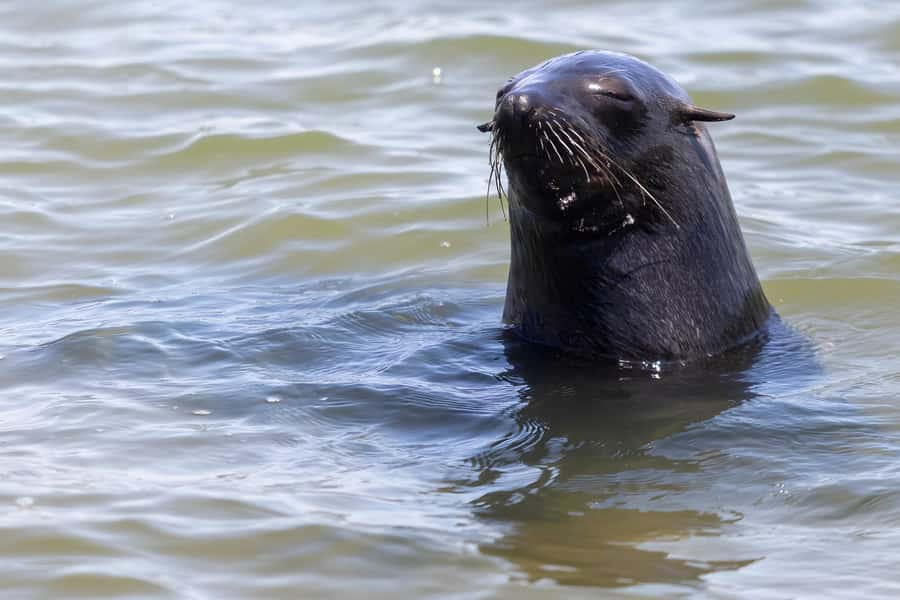 Cape Cross and Henties Bay Guided Tour SkeletonCoast Namibia - Wlotzkasbaken and the coast’s old stories