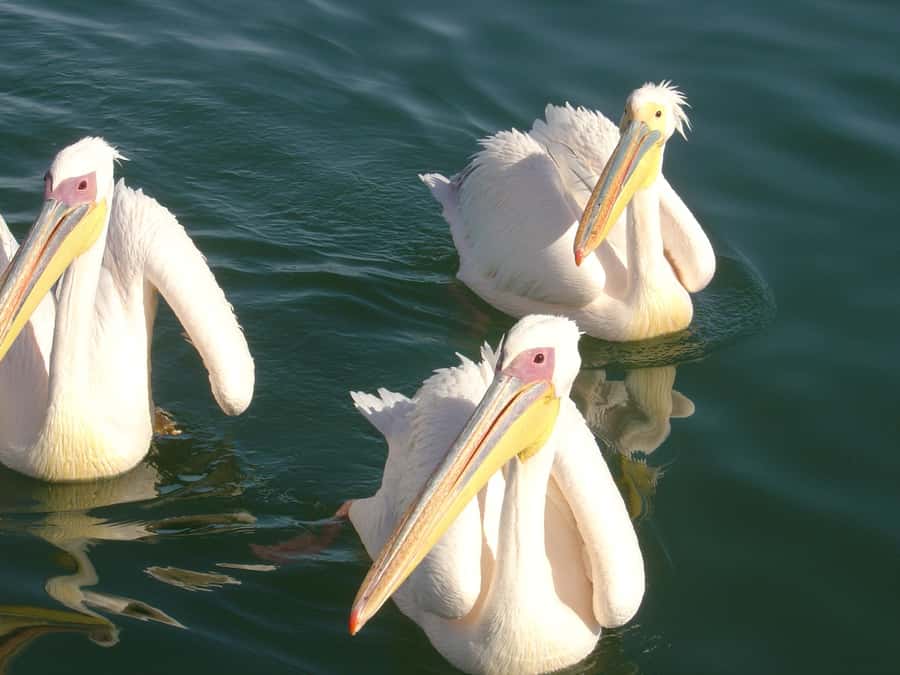 Catamaran Dolphin Cruise and Sandwich Harbour Tour - Key points before you book