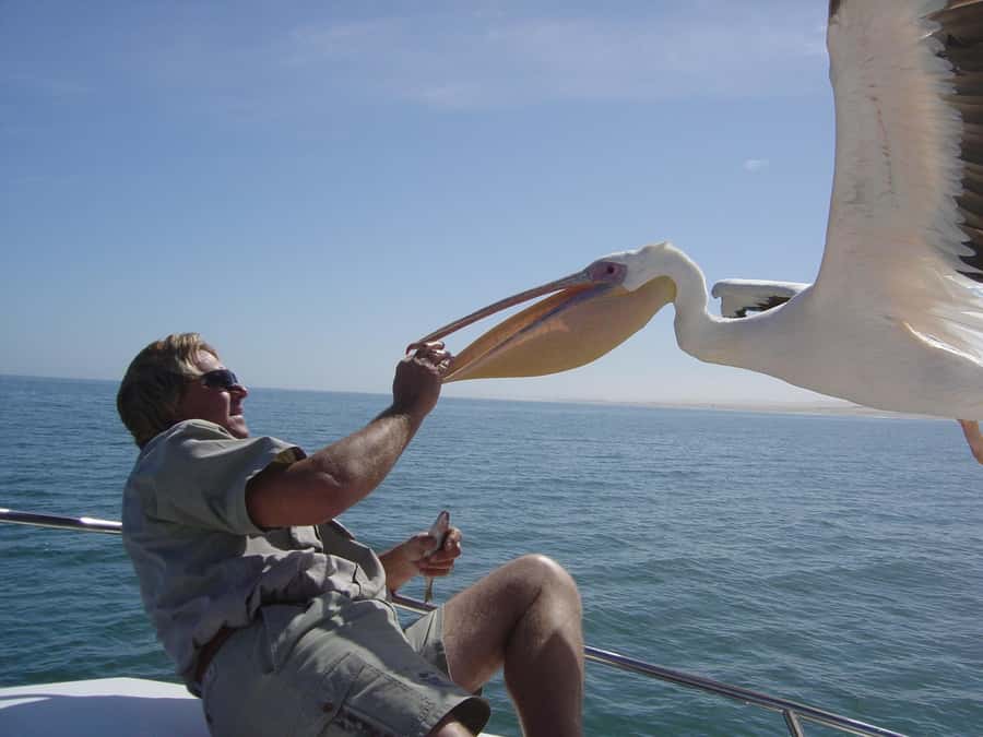 Catamaran Dolphin Cruise and Sandwich Harbour Tour - Oysters, sparkling wine, and a proper break at sea