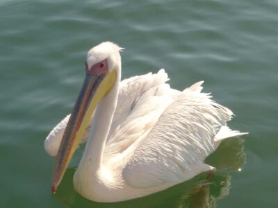 Catamaran Dolphin Cruise and Sandwich Harbour Tour