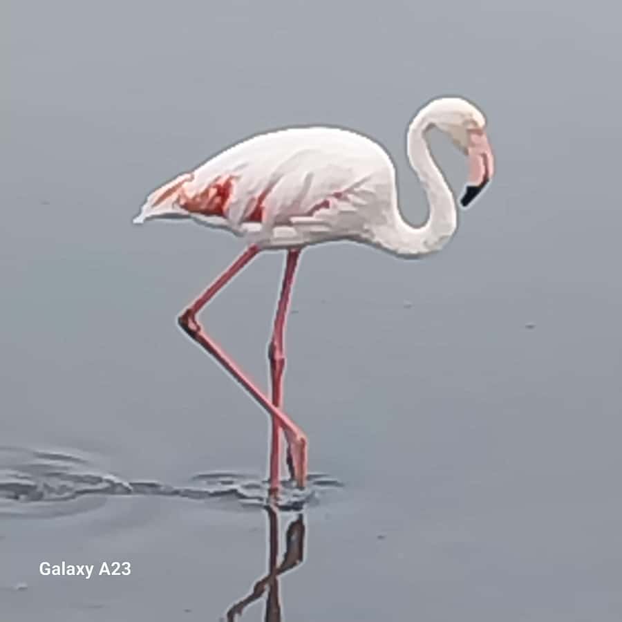 Catamaran Dolphin Cruise and Sandwich Harbour Tour - From the lagoon and salt lakes to the Nara Valley