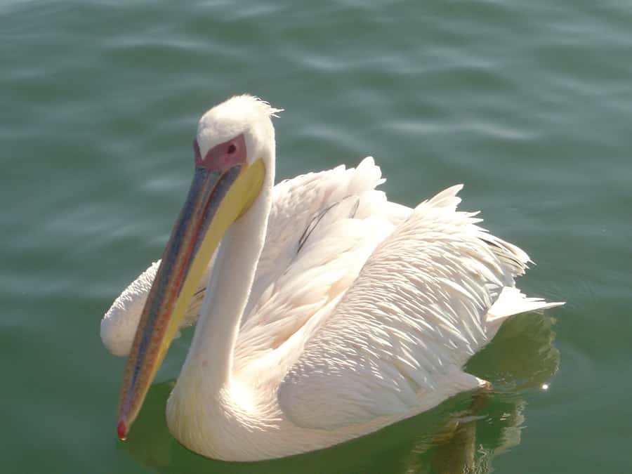 Catamaran Dolphin Cruise and Sandwich Harbour Tour - Three hours on the catamaran to Pelican Point