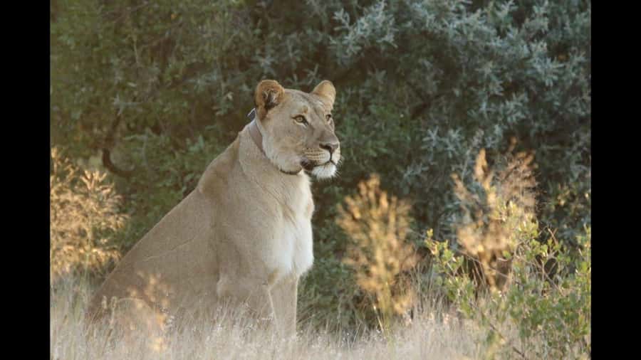 Discover the Roots of N/a'ankuse - A feeding Day Tour - Cheetahs, caracals, wild dogs, and leopards