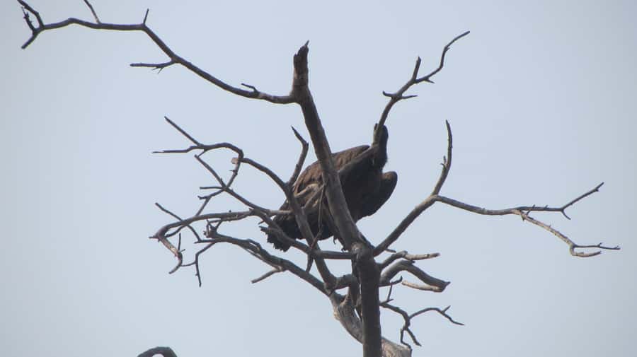 Dolphin & Seal cruise Sandwich harbour dune tour - Starting at Walvis Bay Waterfront