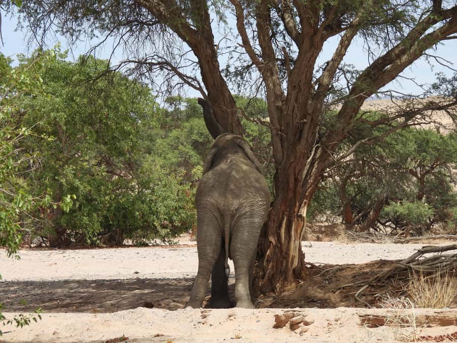 Elephant Adventure with Herson - a native of Damaraland - Key points before you book