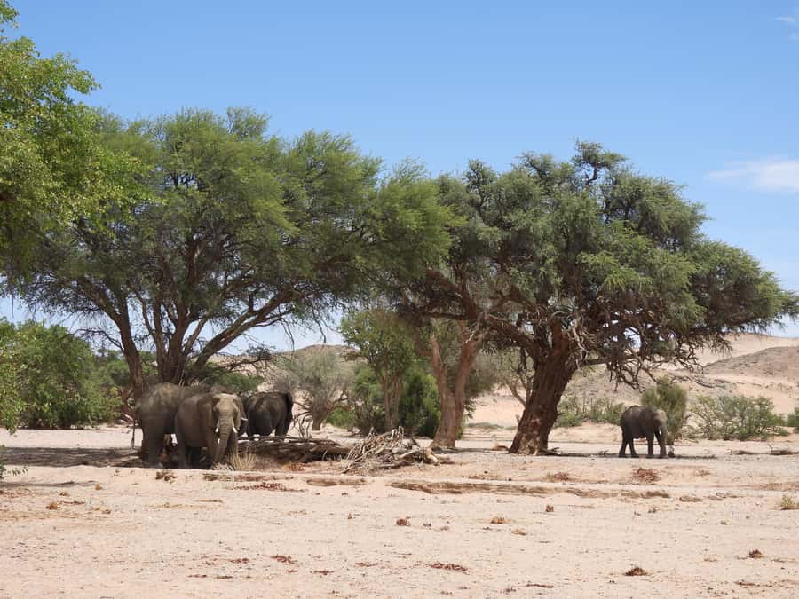 Elephant Adventure with Herson - a native of Damaraland - Meeting Herson beside the metal elephant